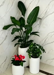 奉化室内植物出租-慈溪绿植租摆咨询-江北绿化养护景观布置-宁波花卉租赁展示